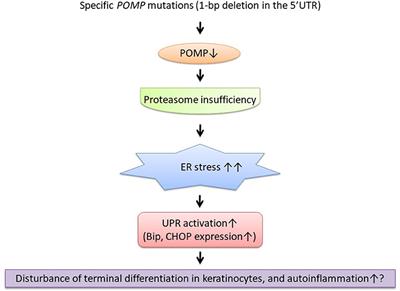 KLICK Syndrome Linked to a POMP Mutation Has Features Suggestive of an Autoinflammatory Keratinization Disease